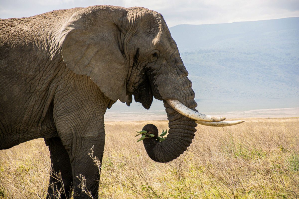 An elephant eating grass, its trunk curled.