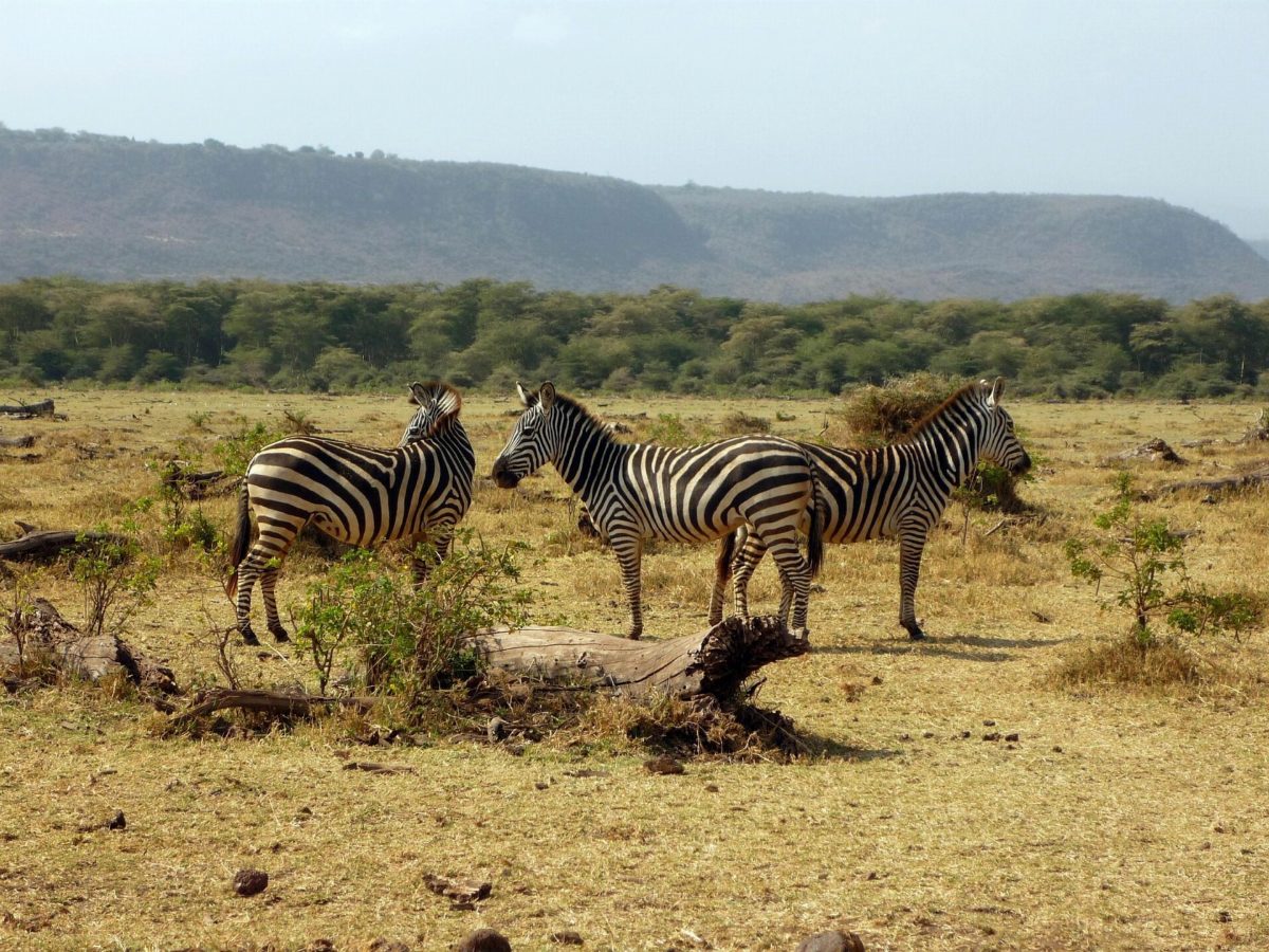 Three zebras on a dry plain below a long escarpment.