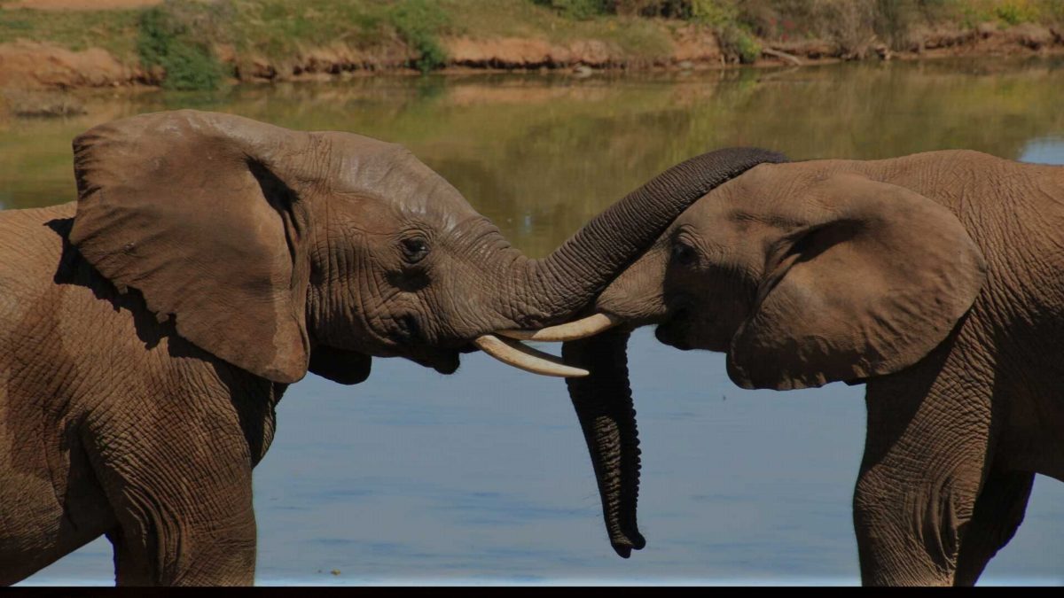 Two elephants greeting trunk to trunk at the edge of a river