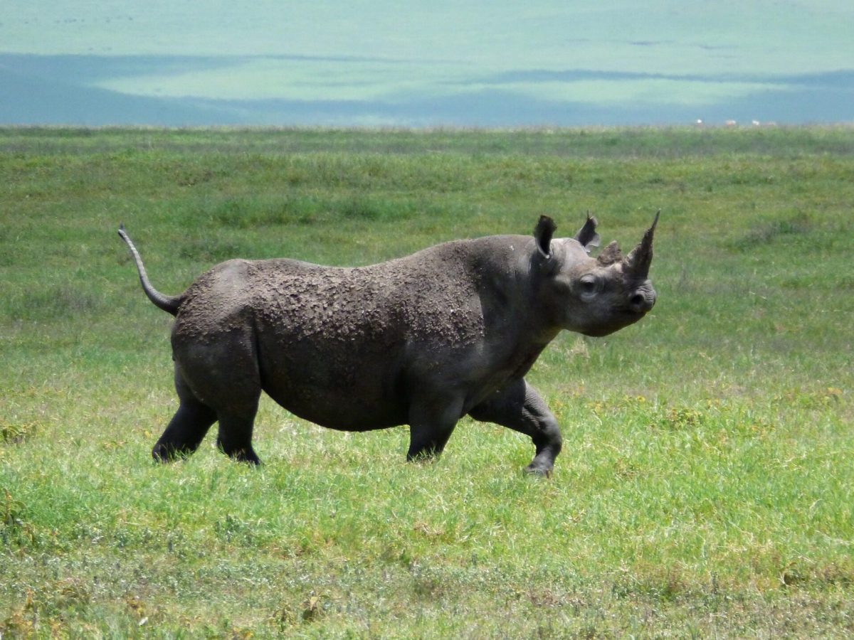 A black rhino walking across a green plain.