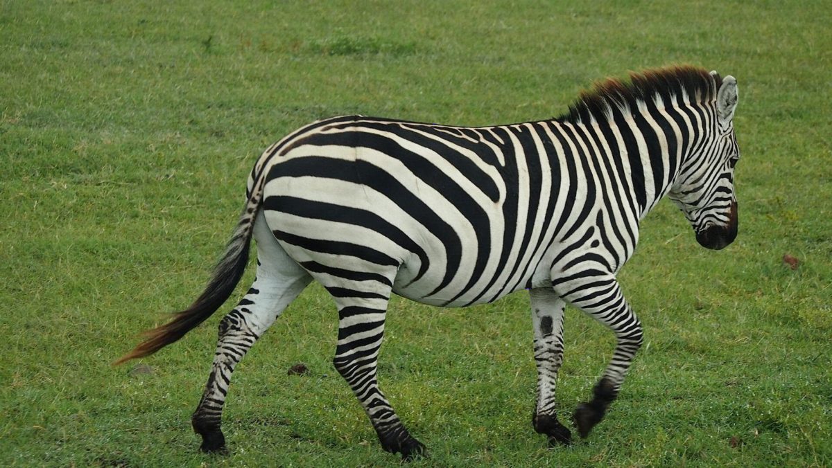 A zebra trotting across short green grass.