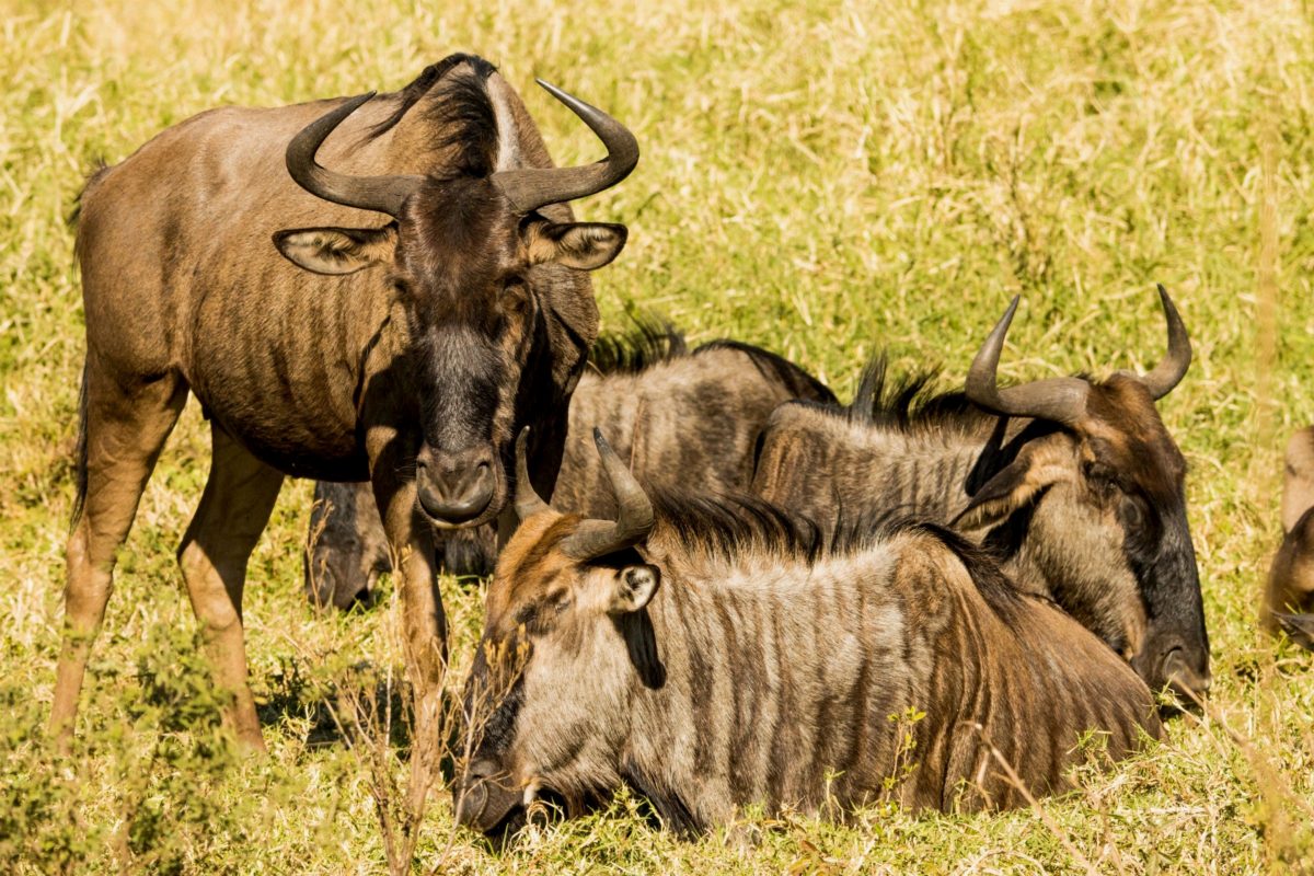 Wildebeest resting in golden grass.