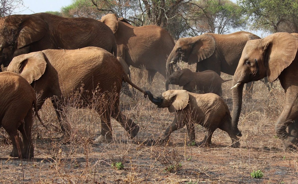 A herd of dusty red elephants moving together.