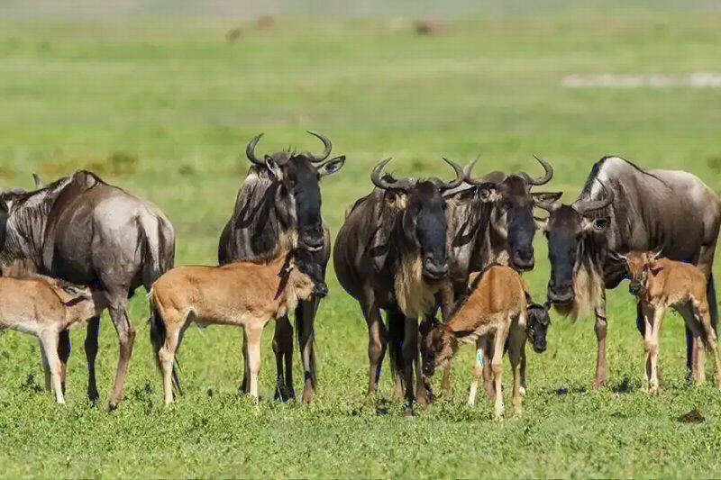Wildebeest mothers standing over their newborn calves on a green plain.