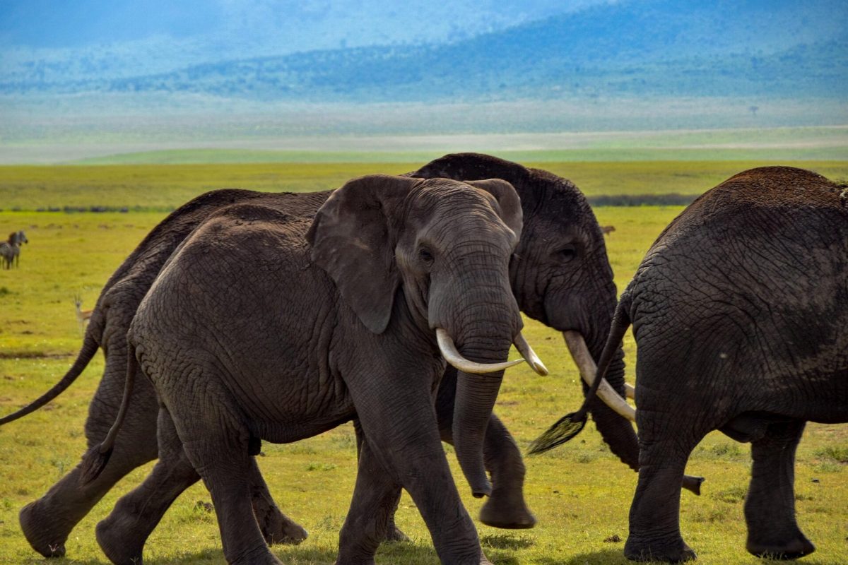 A group of elephants walking together across the grass.