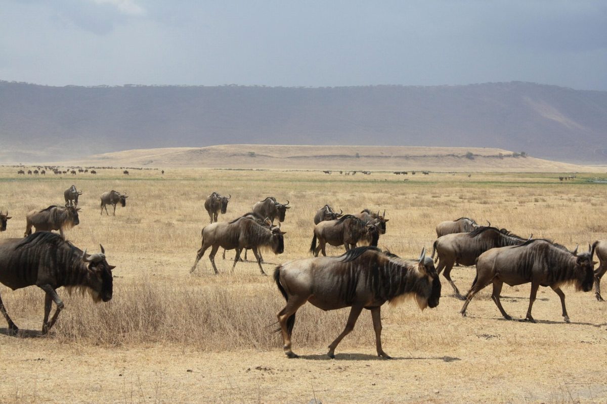 Wildebeest walking across dry grass below the crater wall.