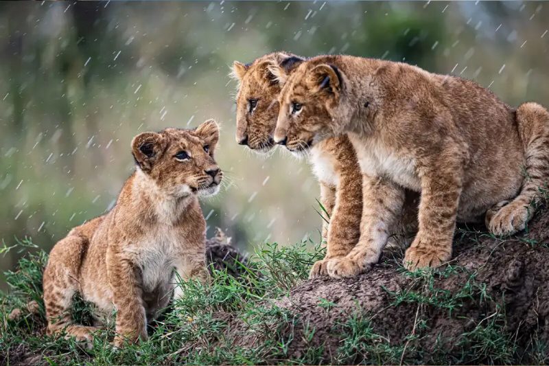 Two lion cubs sitting close together on a grassy mound in the rain.