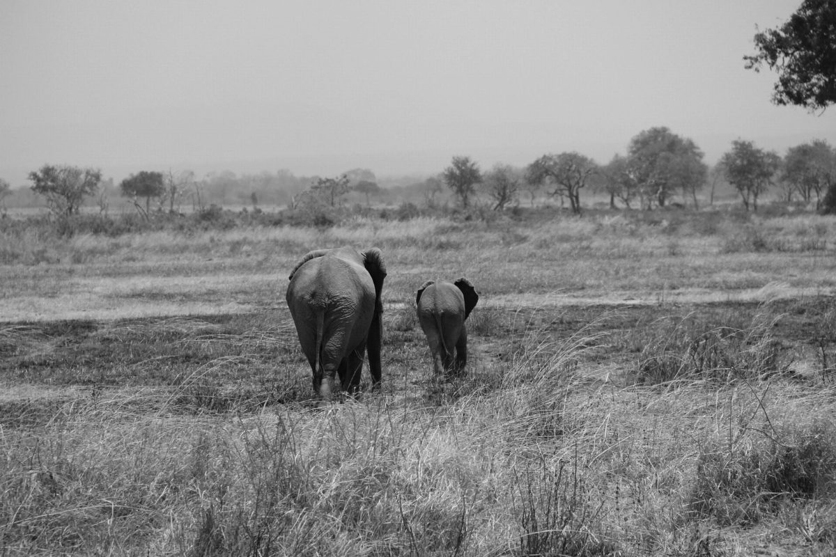 A black-and-white photograph of two elephants walking away across a grassy plain.