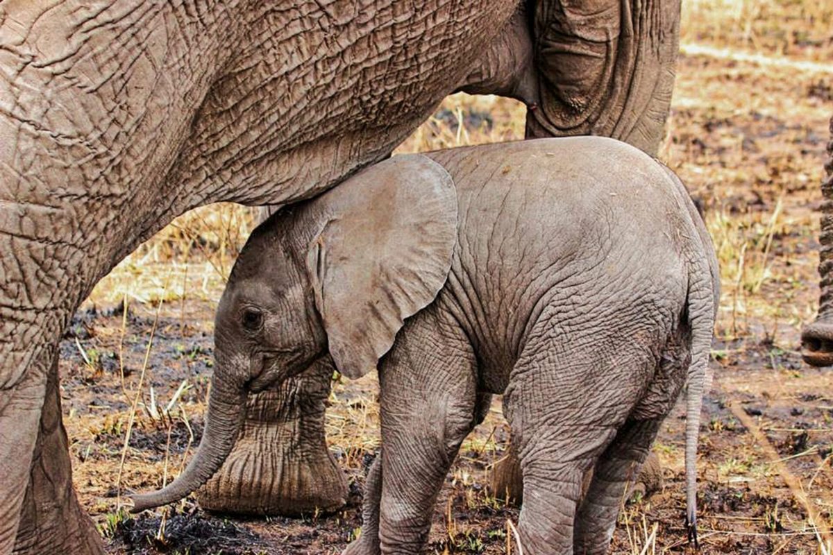 A young elephant standing close beside its mother.
