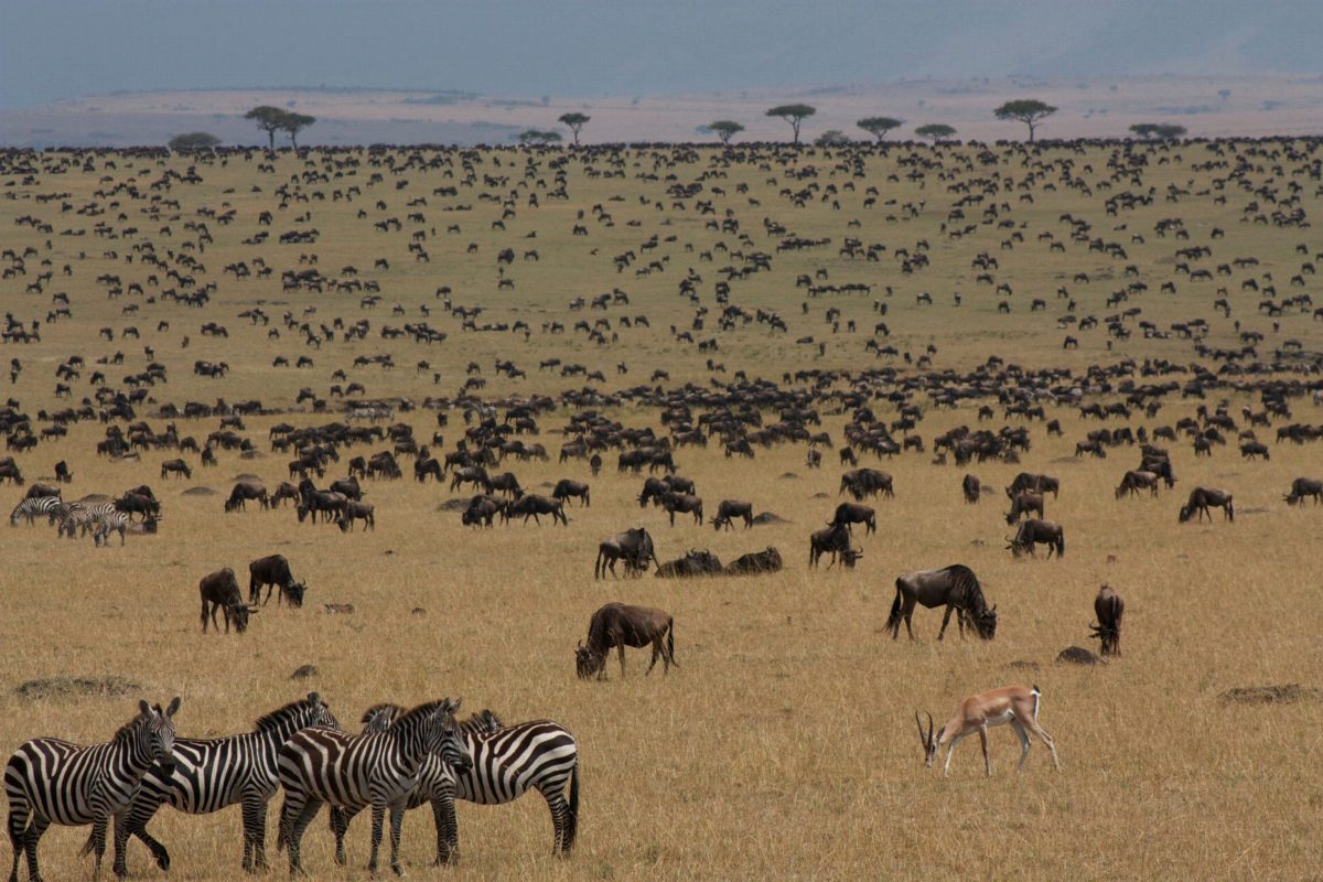 Scattered herds of wildebeest and zebra across a wide plain.