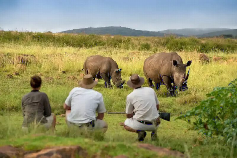 Walkers crouching in the grass with their guide, watching two rhinos graze nearby.