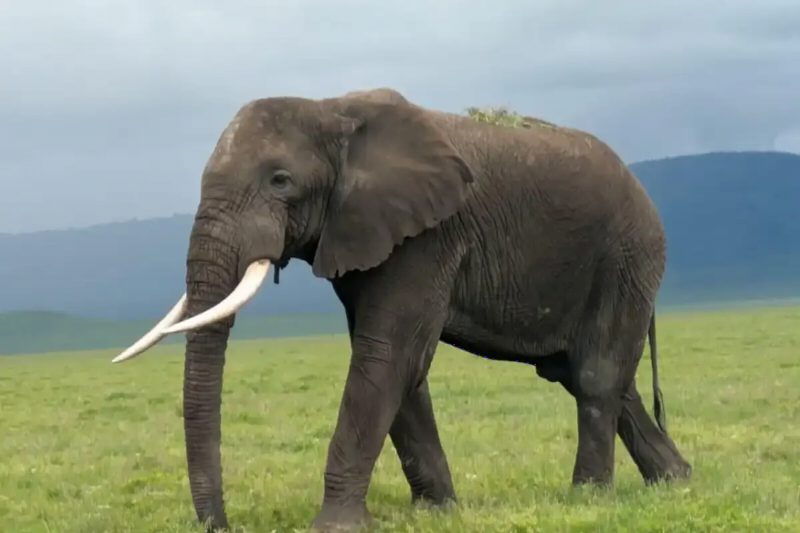 A single elephant with long tusks walking across green grass under a cloudy sky.