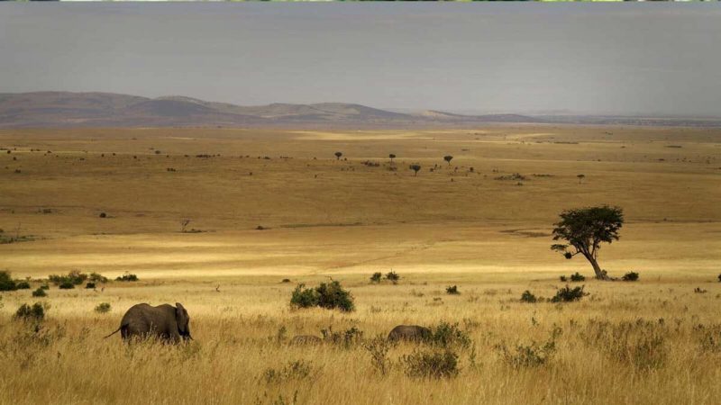 Elephants moving through waist-high golden grass on an open plain, with a lone acacia and low hills.