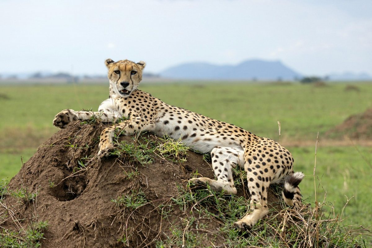 A cheetah lying on top of a termite mound, with hills in the distance.