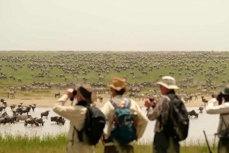 Walkers with binoculars standing on a rise, watching herds spread across the plain below.
