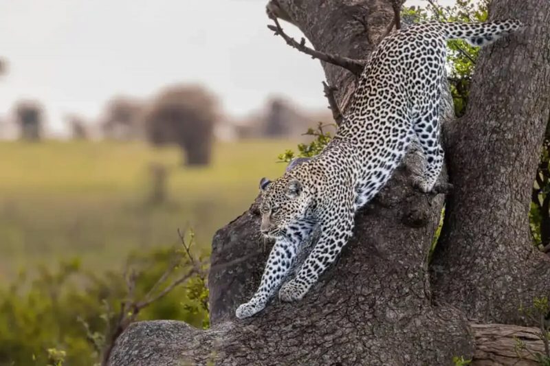 A leopard stretching down the trunk of a tree toward the ground.