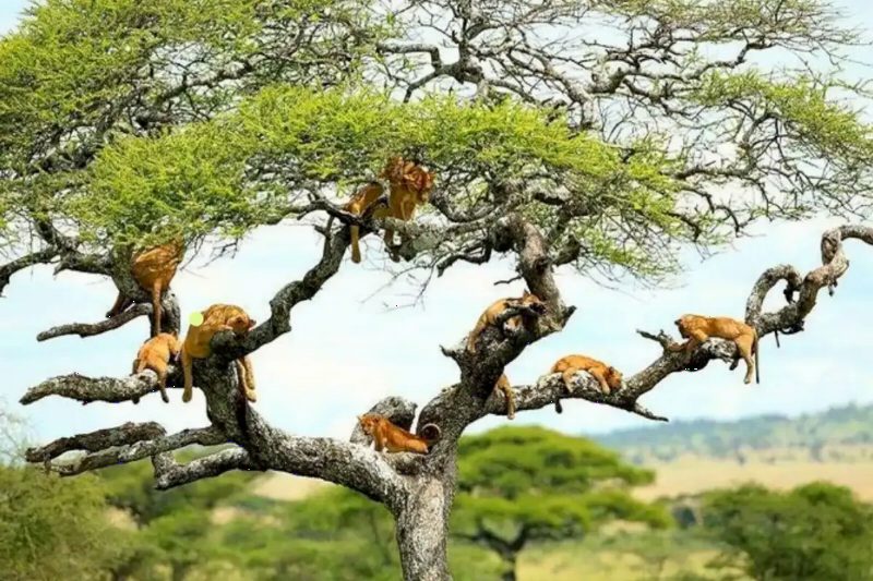 Lions lying along the branches of a spreading acacia tree.