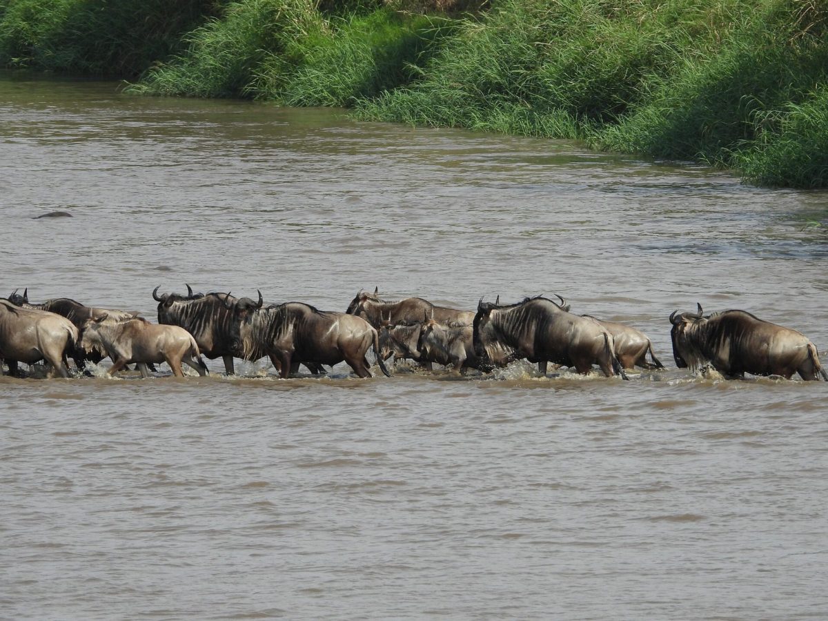 Wildebeest wading across a river in single file.