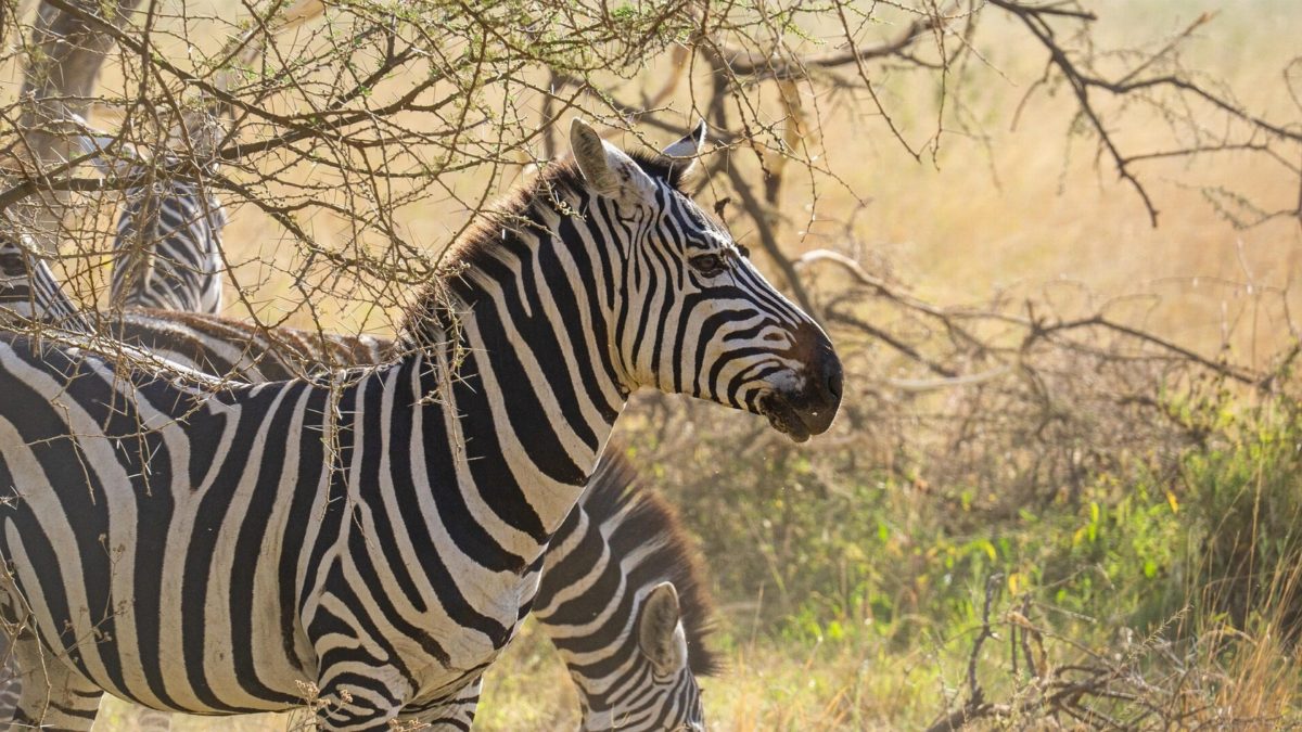 A zebra standing among thin branches in dry bush.