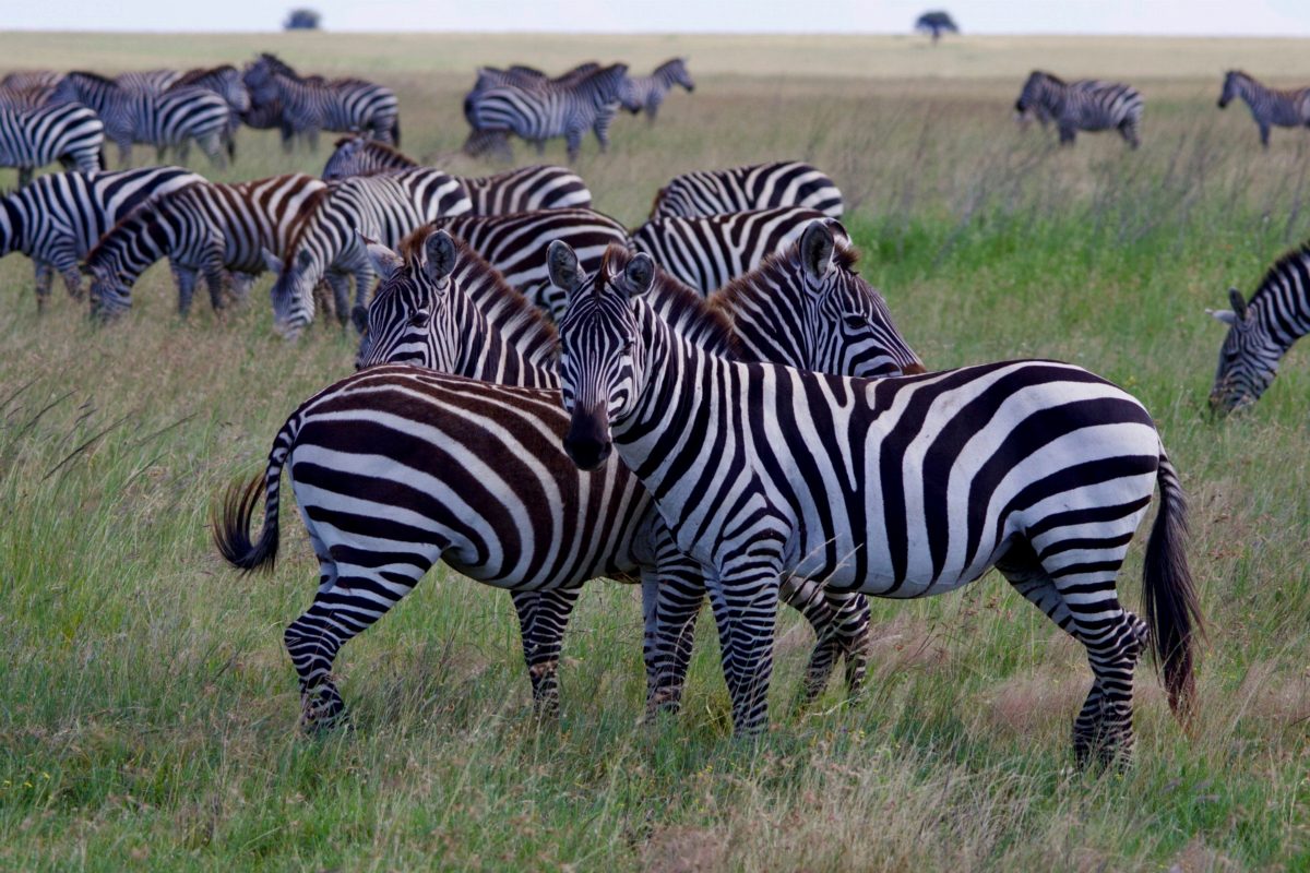 Zebras nuzzling each other in a herd on a grassy plain.