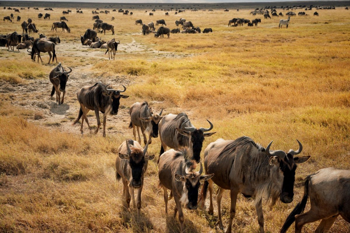 A line of wildebeest walking toward the camera through tall grass.