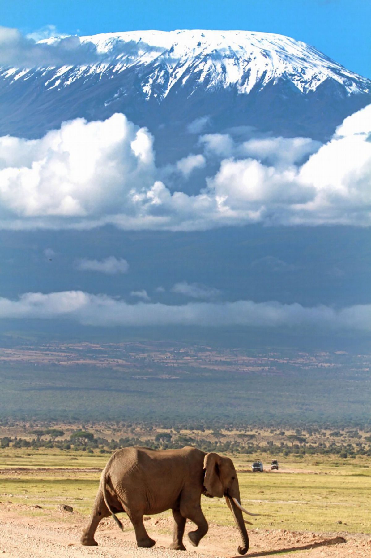 An elephant walking across the plains below Kilimanjaro's snow-capped summit.