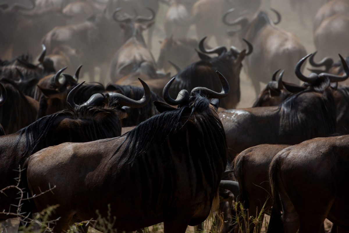 Dark wildebeest bunched together in dim light.