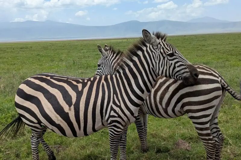 Two zebras standing close together, one resting its head on the other's back.
