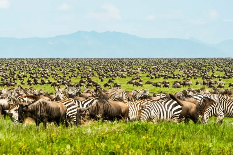 Wildebeest and zebra grazing across a wide green plain after rain.