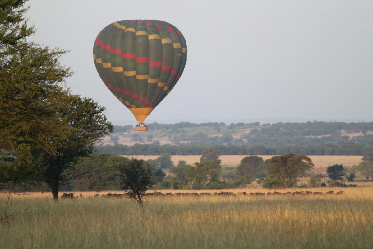 A hot-air balloon rising above trees on a hazy morning.
