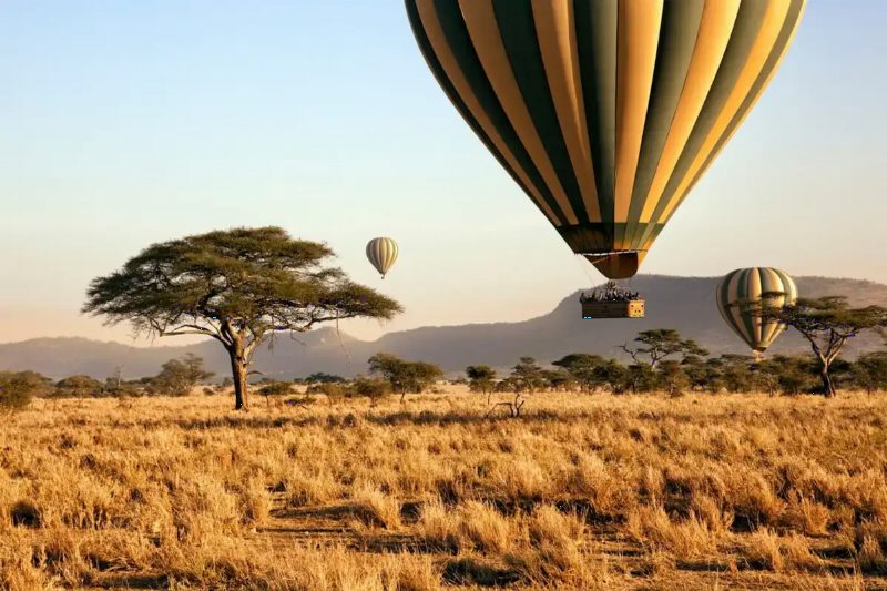 Hot-air balloons rising over golden grassland and an acacia tree in early morning light.