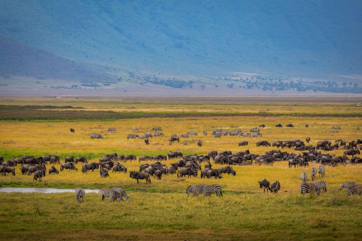 Herds of zebra and wildebeest spread across the crater floor.