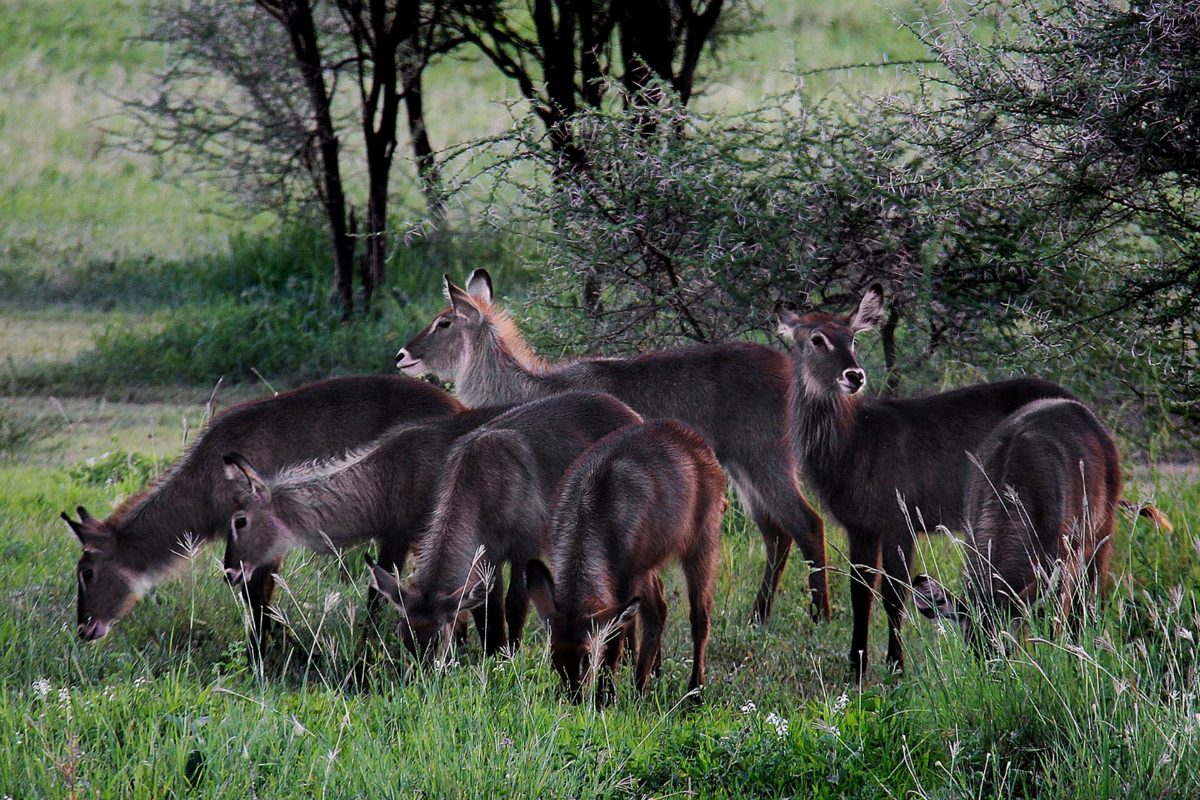 A group of waterbuck grazing in green grass beside a tree.