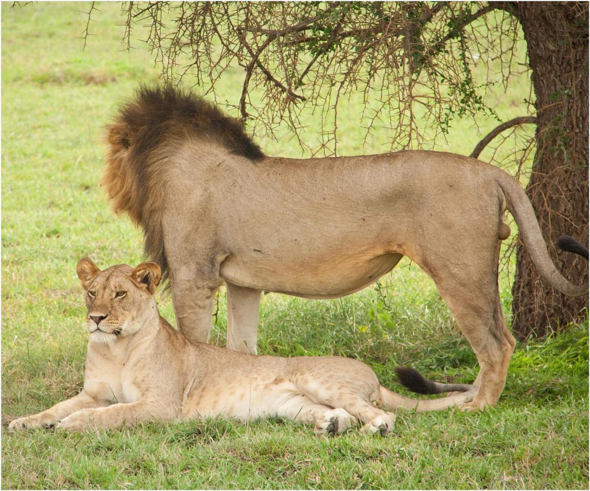 A male lion standing over a lioness resting in the grass.