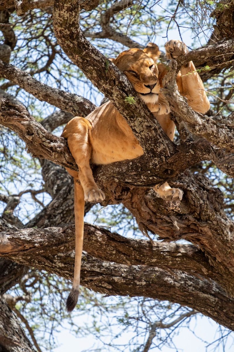 A lion lying along the fork of a tree, its legs hanging down.