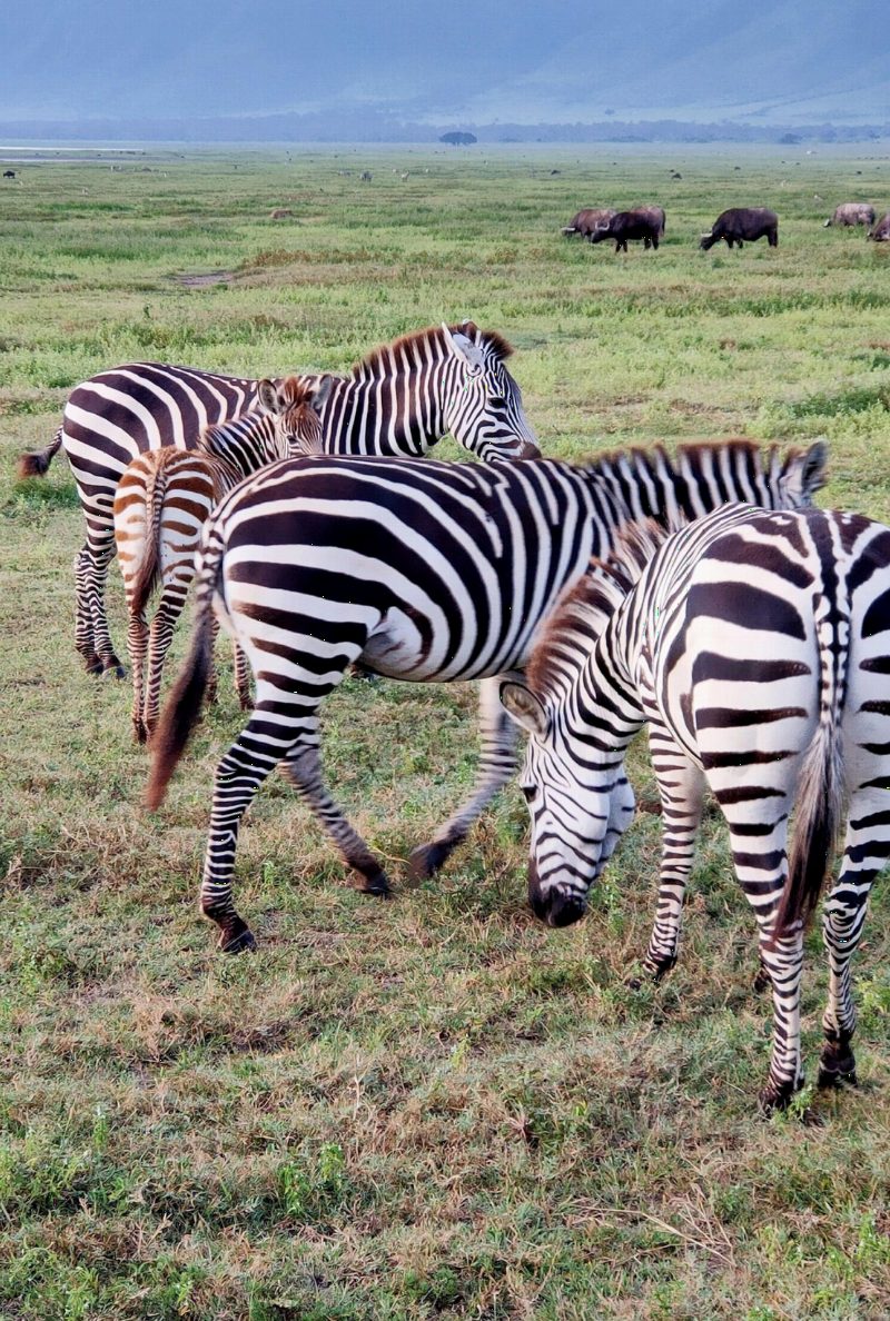 Three zebras grazing on green grass, wildebeest behind them.
