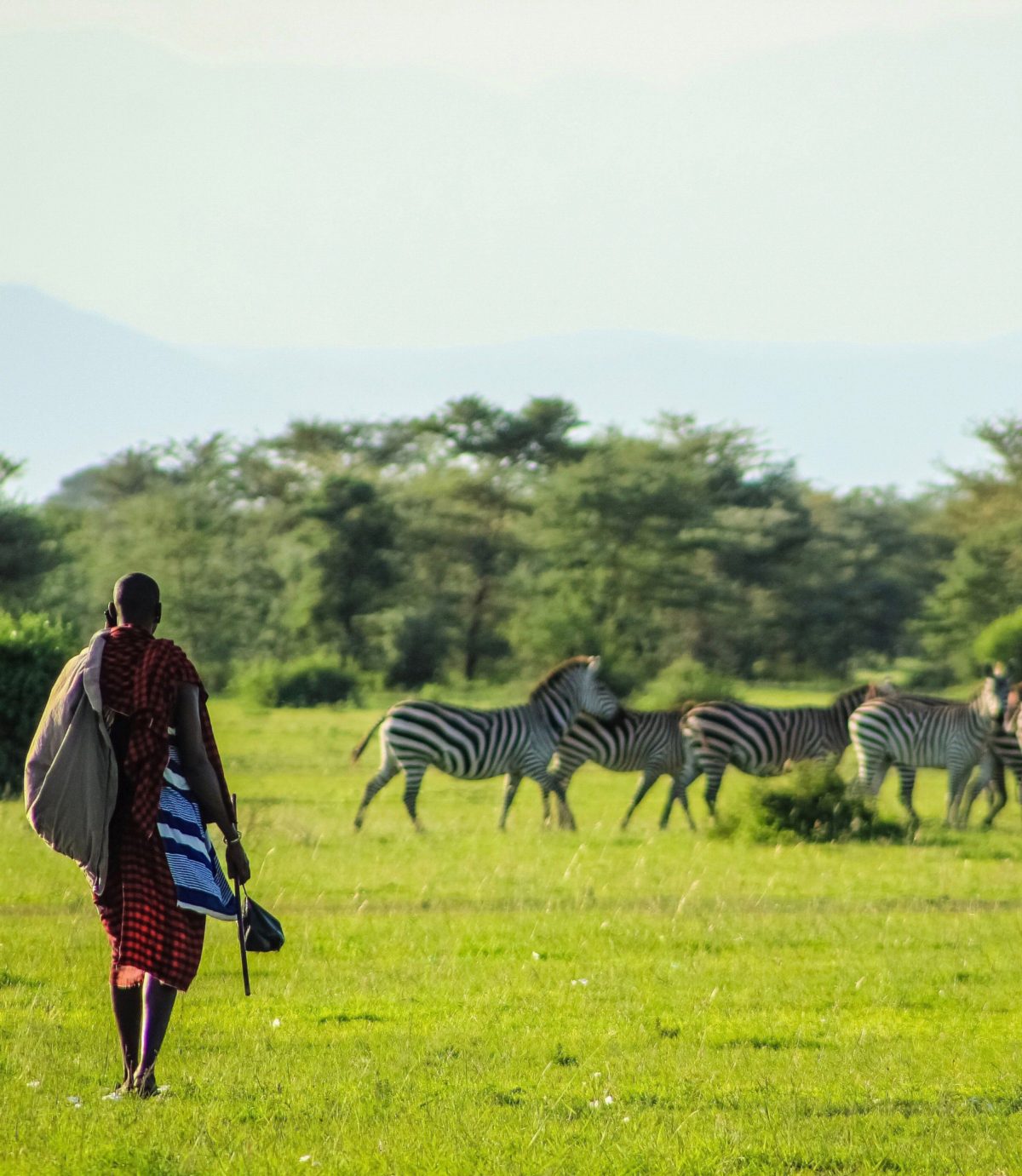 A Maasai man in red walking across a green plain toward a group of zebras.
