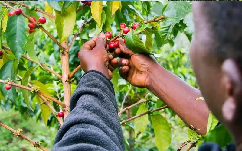 A hand picking ripe red coffee cherries from a bush.