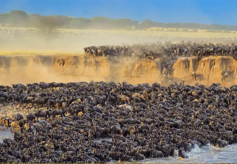 A dense column of wildebeest pressed along a steep riverbank.