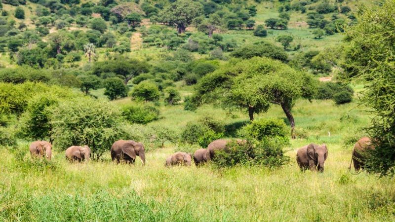 A herd of elephants with calves in long green grass in Tarangire, with acacia woodland and hills behind.