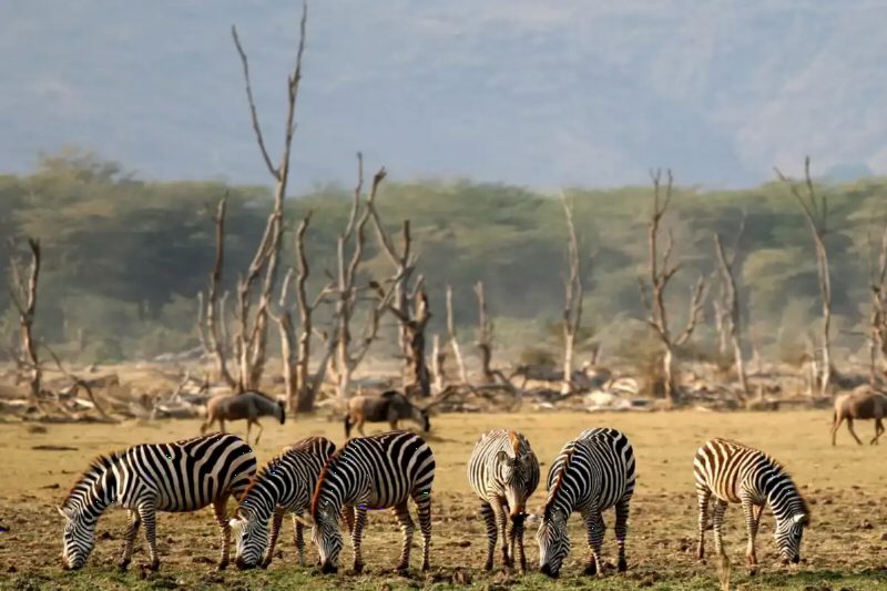 Zebras and wildebeest grazing among bare, dead trees at the edge of the lake.