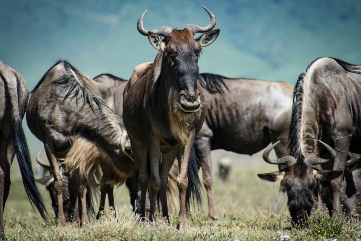 Wildebeest standing close together, looking toward the camera.