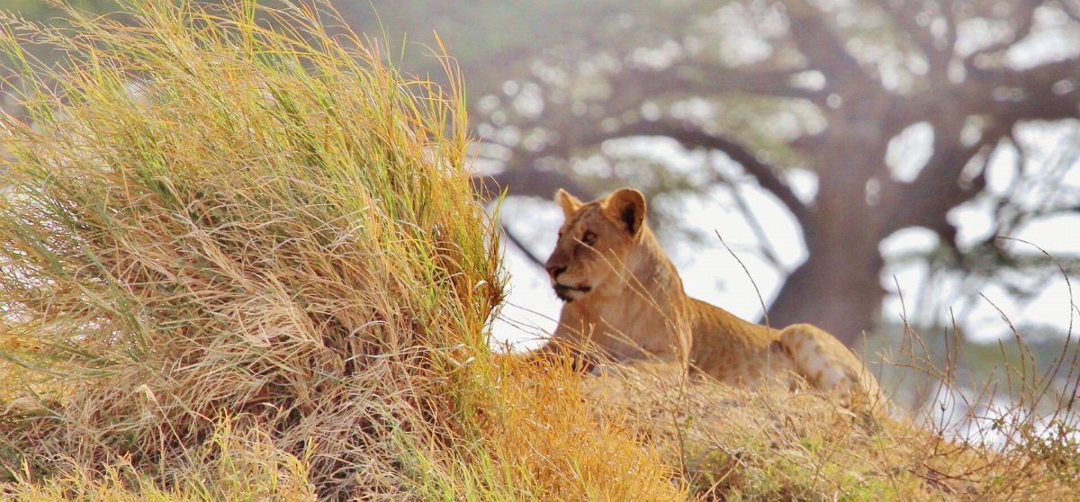 A lioness lying in long grass in front of a baobab tree.