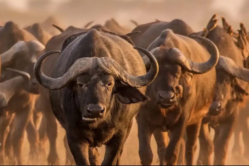 A herd of buffalo pushing forward through dust, the lead bull staring straight at the camera.