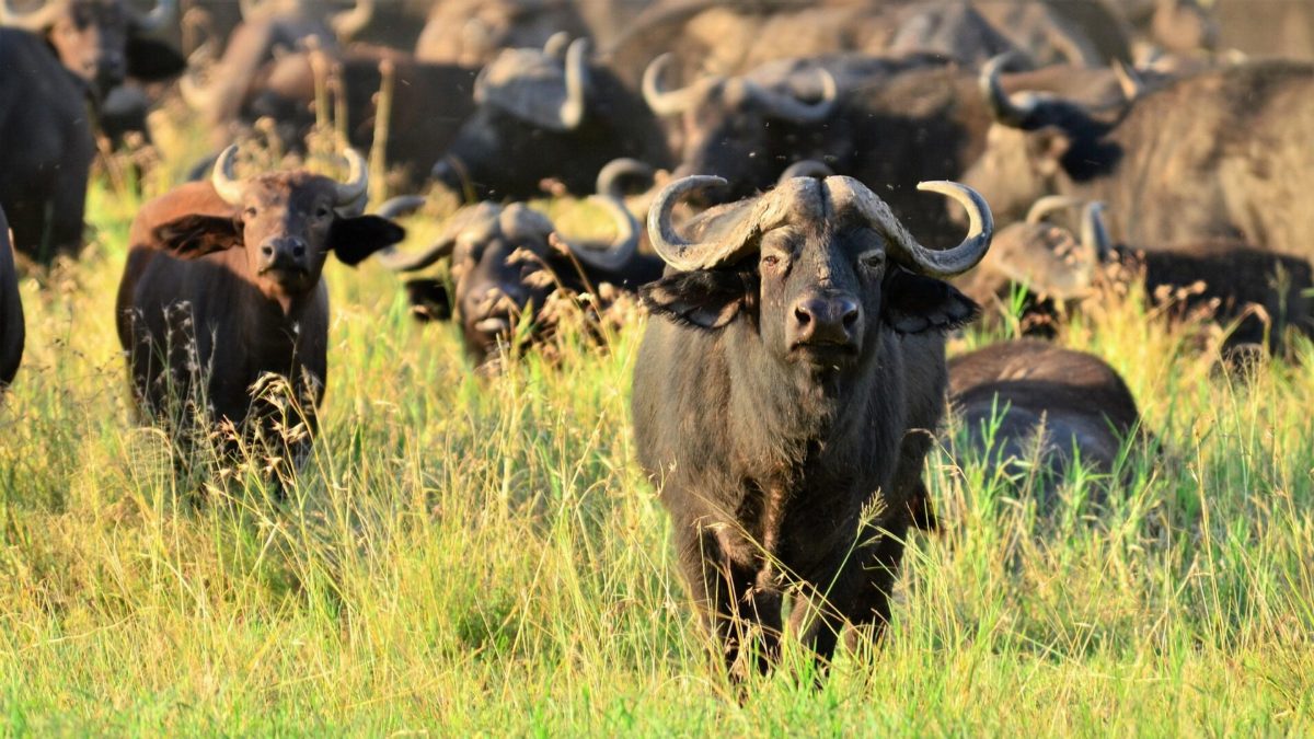 A herd of buffalo in long grass, the nearest bull facing the camera.