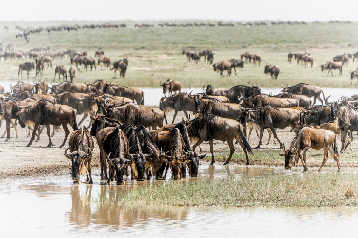 Wildebeest crowding the edge of a shallow lake to drink.