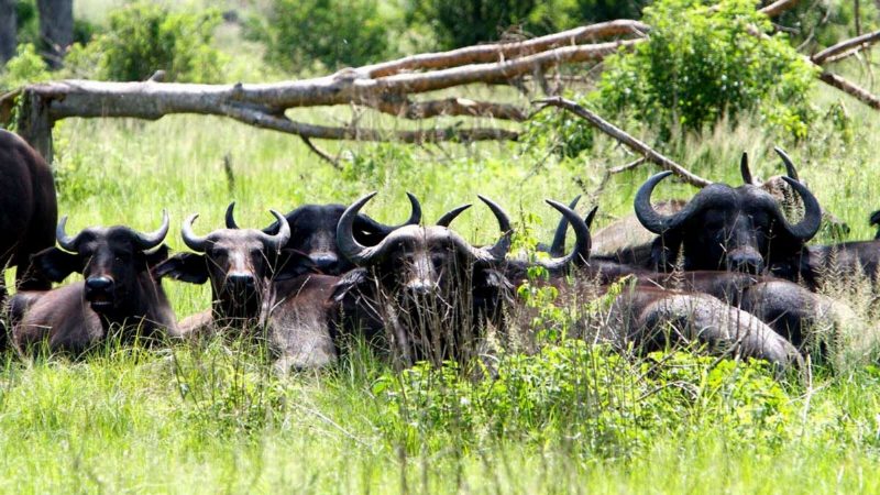 A herd of buffalo lying in long green grass beside a fallen tree, several looking at the camera.