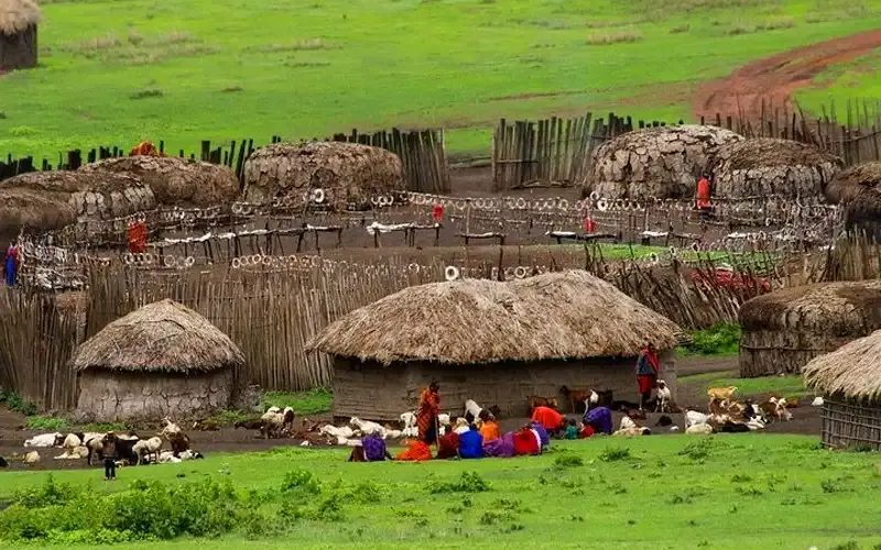 A Maasai homestead of thatched houses and thorn fencing on green grass.