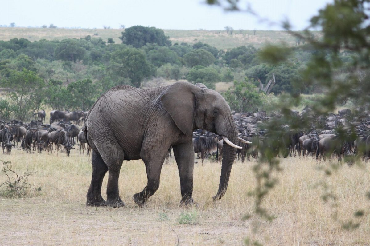 An elephant walking through a herd of wildebeest on dry grass.