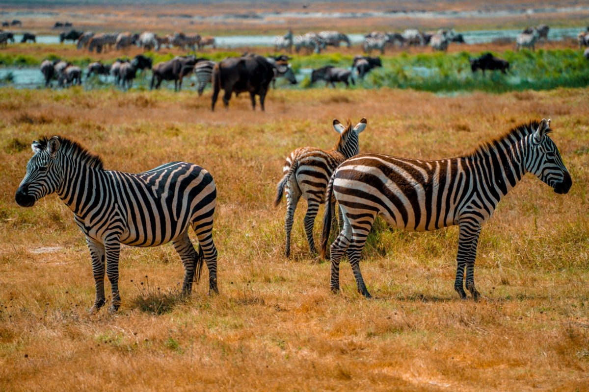 Zebras standing on dry ground in front of a mixed herd.